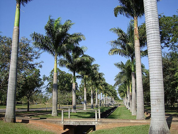 Palmeiras imperiais dão um toque a mais na paisagem de Adolfo